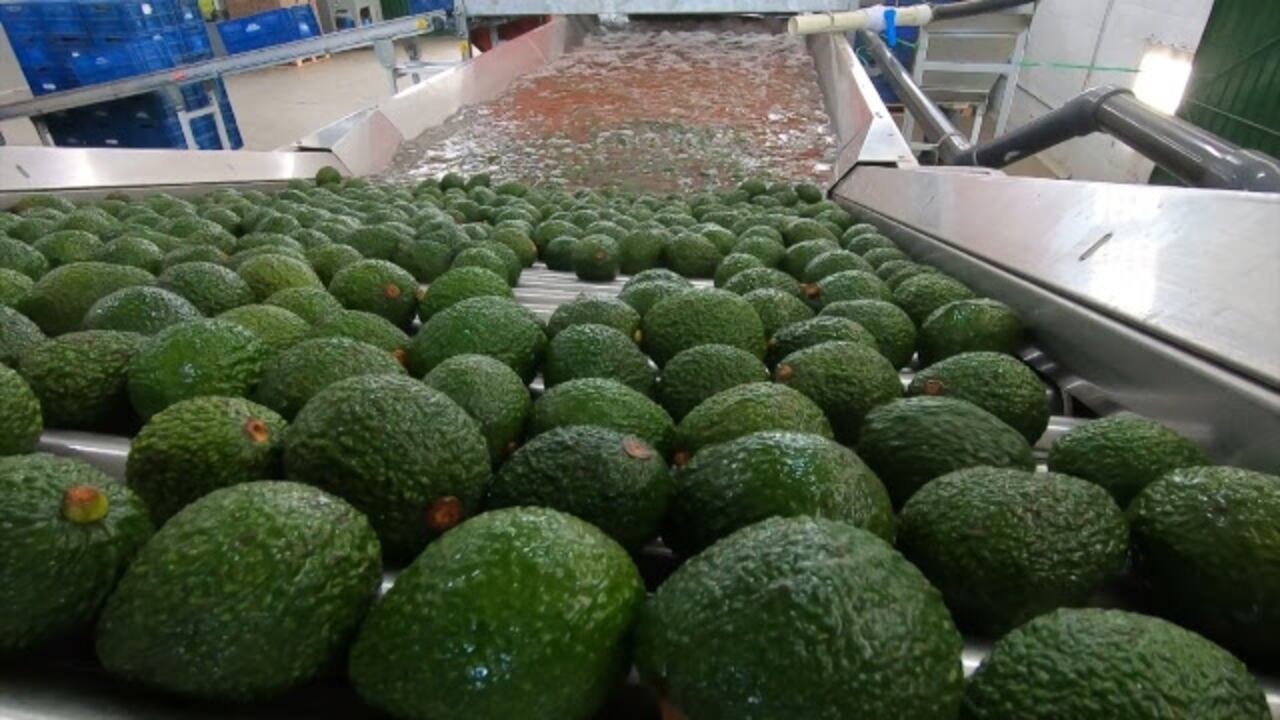 Más de 1.000 toneladas de aguacate hass han llegado a Estados Unidos este año.