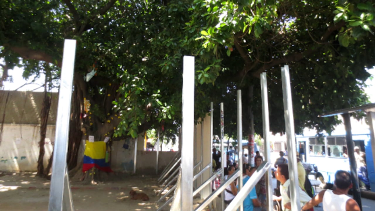 El árbol de caucho tiene casi 90 años de antigüedad. Foto: Cortesía Alejandro Arias.