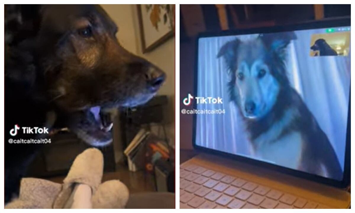 La historia de amistad perruna la protagonizan Rollo, una variante de pastor rottweiler; y Sadie, una mezcla de husky y pastor alemán.