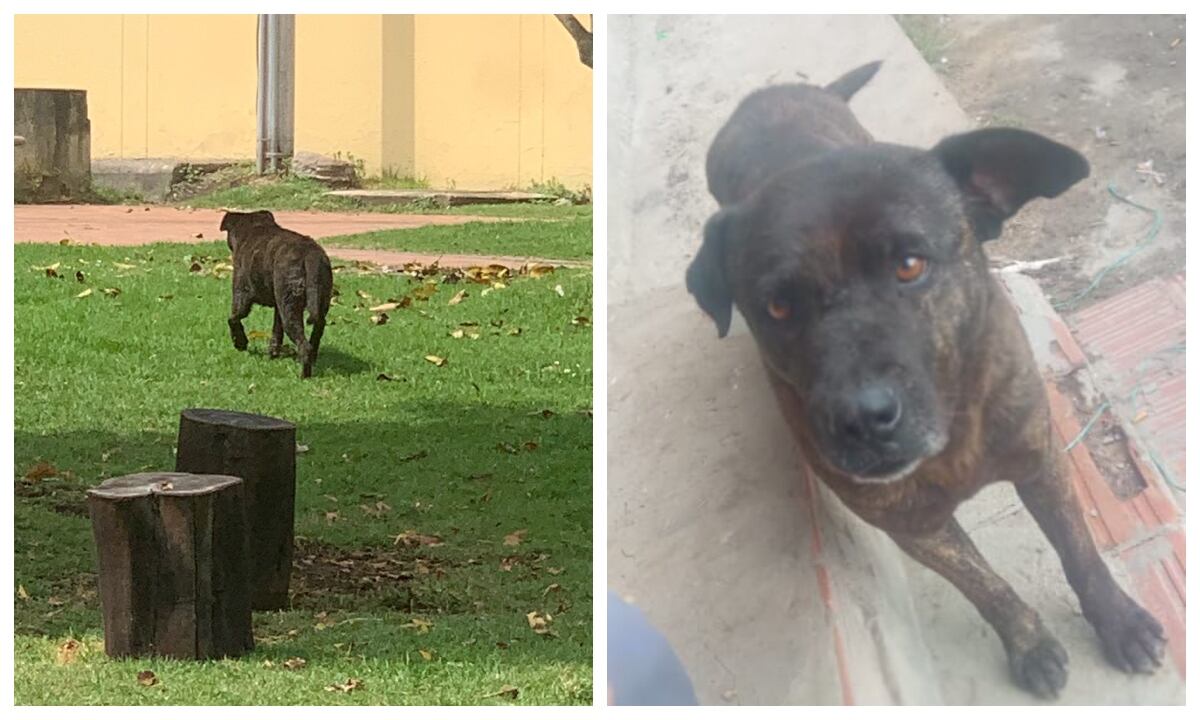 Hércules, el perrito que está perdido en la 116