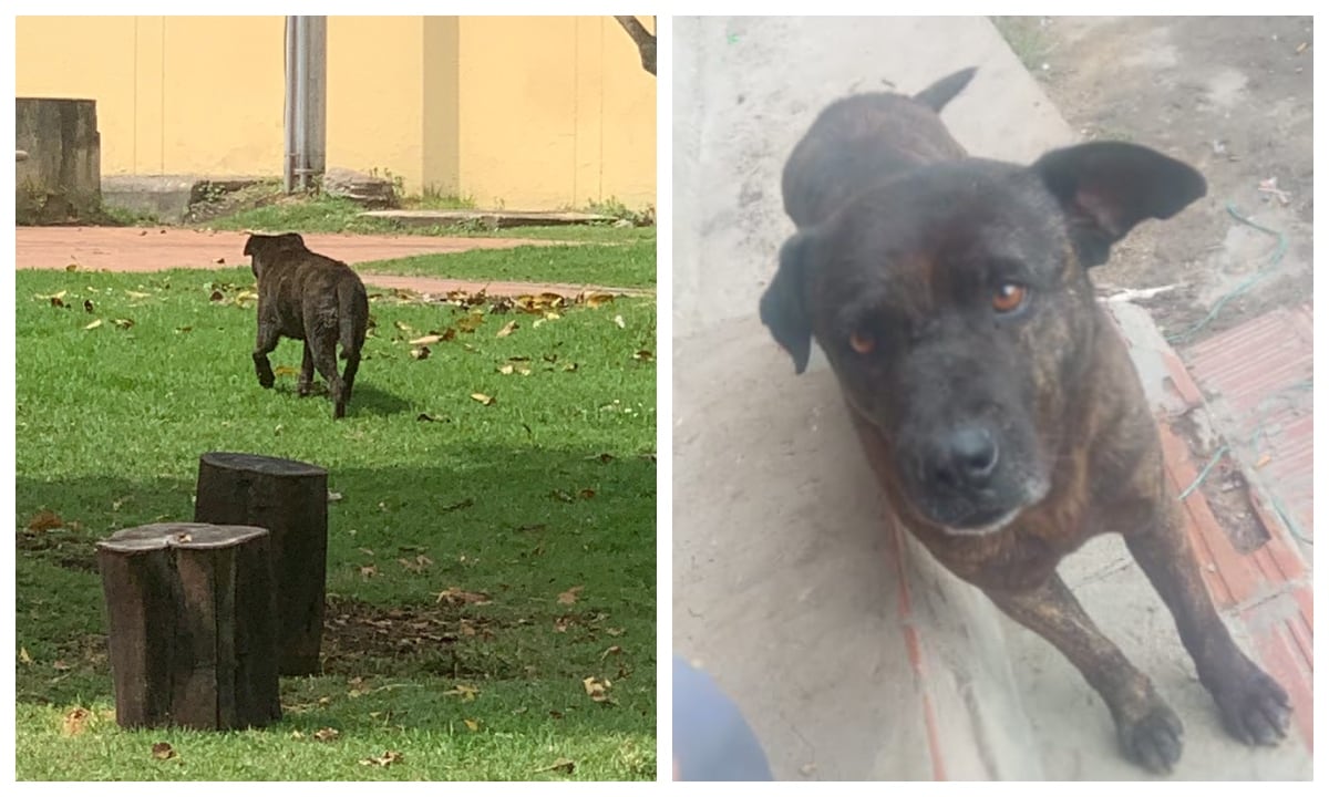 Hércules, el perrito que está perdido en la 116