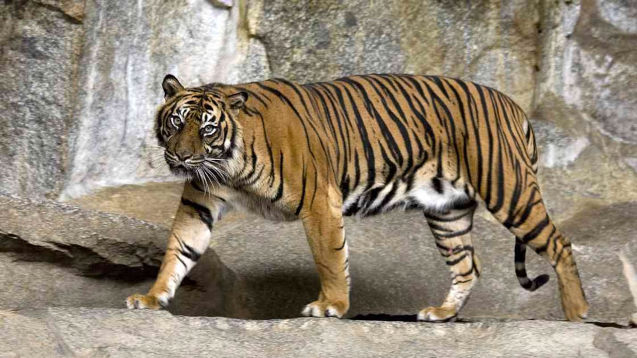 Tigre de Sumatra en el Tierpark Berlin por el Capitán Herbert a través de Wikimedia Commons (CC BY-SA 3.0)