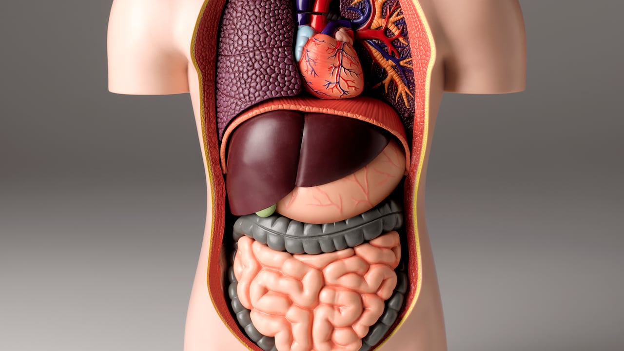 Stomach pain model