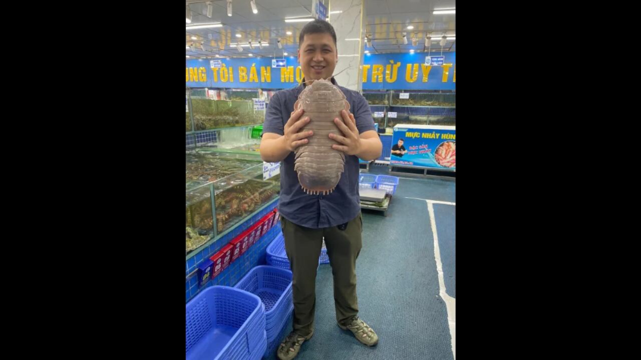 El Dr. Nguyen Thanh Son presentó un ejemplar de Bathynomus jamesi, un isópodo gigante de 2,62 kg hallado en un mercado de mariscos en Hanoi.