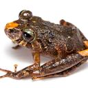 Descubren 6 nuevos tipos de ranas en Ecuador