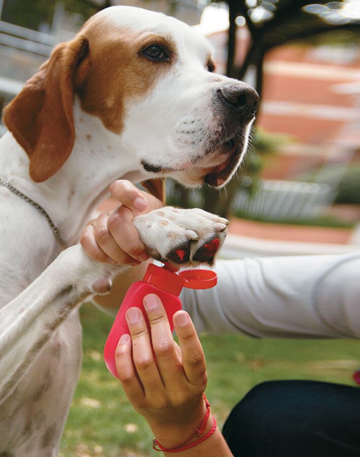 Si hay barro o escombros atascados entre las almohadillas o en el pie de la mascota, es posible que el propietario deba lavar su pata. Es más fácil hacer esto en un fregadero con un rociador o en la bañera.