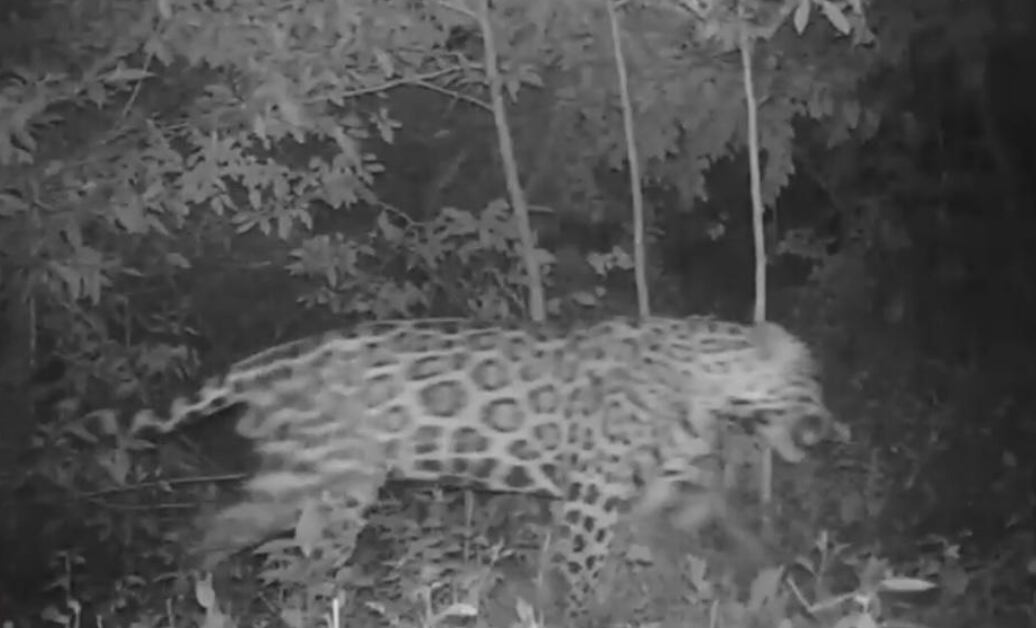 Jaguar avistado entre Viotá, Apulo y Tocaima, en Cundinamarca.