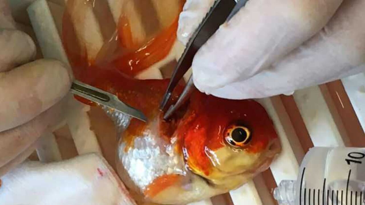 La cirugía costó 290 dólares.