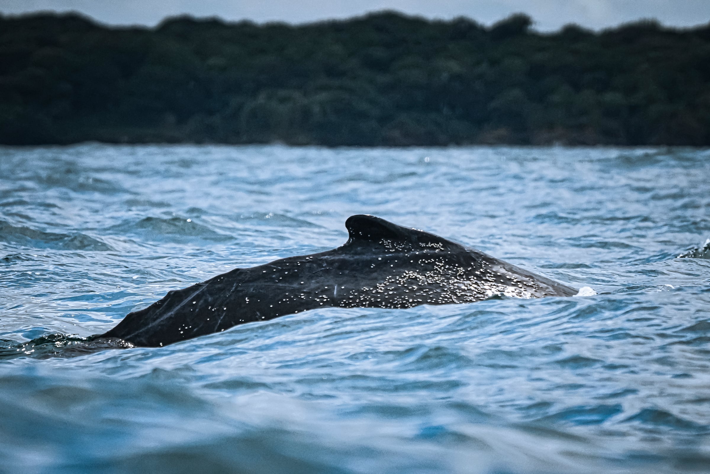 Al Pacifico llegan los mamíferos mas grandes de la tierra, la temporada de ballenas, atrae a miles de turistas que llegan al puerto de Buenaventura atraídos por la ilusión de ver estos animales. Los grandes cetáceos visitan las aguas cálidas del pacífico entre agosto y noviembre para reproducirse