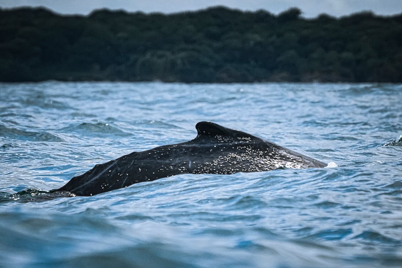 Al Pacifico llegan los mamíferos mas grandes de la tierra, la temporada de ballenas, atrae a miles de turistas que llegan al puerto de Buenaventura atraídos por la ilusión de ver estos animales. Los grandes cetáceos visitan las aguas cálidas del pacífico entre agosto y noviembre para reproducirse