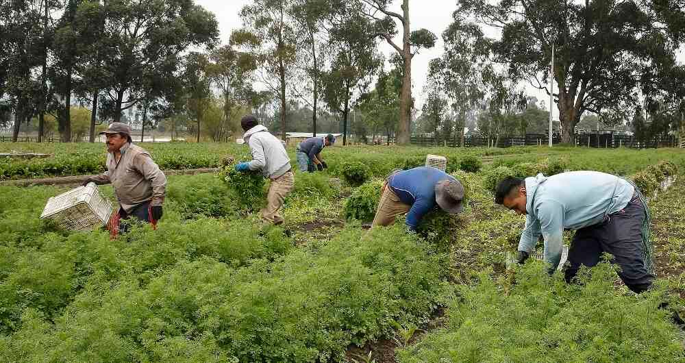 Las inversiones de Usaid en Colombia buscan apalancar al menos 30 mil hogares de la pobreza, formar alianzas con el sector privado que involucren al menos 80 compañías.