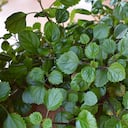 Tener esta planta en casa puede traer beneficios positivos para sus finanzas.