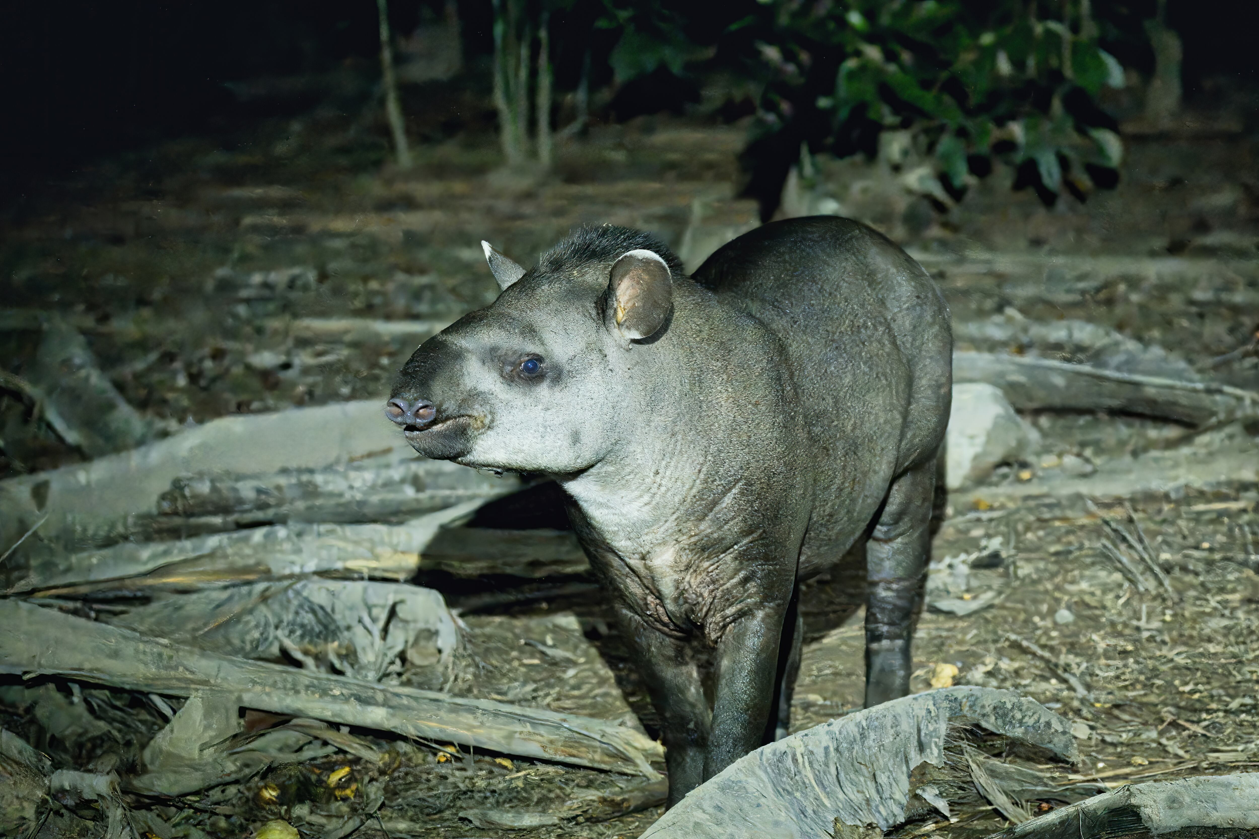 Es una especie en peligro debido a la pérdida de hábitat y la caza ilegal.