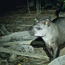 Es una especie en peligro debido a la pérdida de hábitat y la caza ilegal.