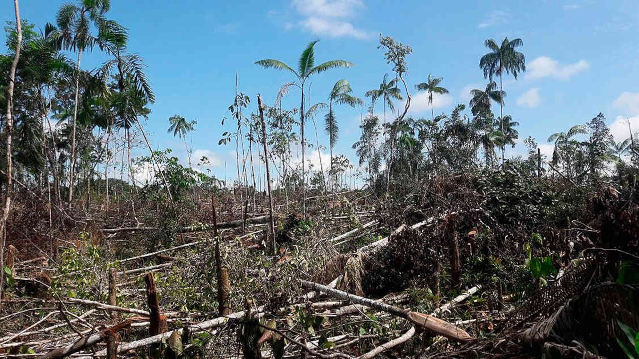 El Parque Nacional Natural (PNN) Tinigua perdió más de 5600 hectáreas de bosque por causa de la deforestación. Foto: ilustración/archivo Semana