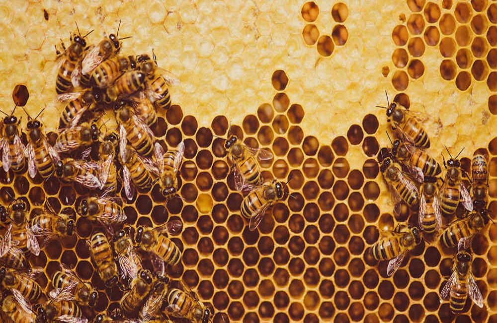 Hoy 41 familias de Tierralta (Córdoba) se dedican a la producción de miel. Foto: iStock