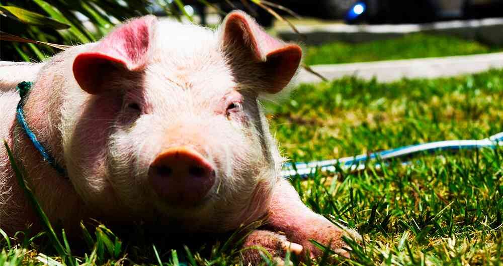 La familia contactó a un hombre por Internet, quien les dijo que él contaba con el espacio para tener la mascota, ya que tenía una granja donde, además, estaban otros animales de compañía.