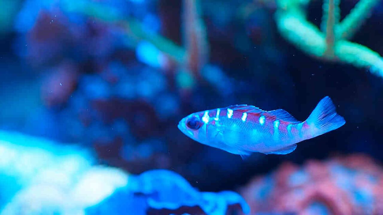 Serranus Tortugarum.