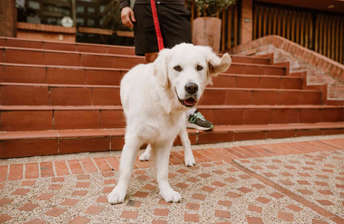 Soy Pirlo y tengo diez meses. Soy un golden english cream y saco a correr a Sebastián Echeverry todos los días. Me encanta el ejercicio, así que lo contagio para que salgamos juntos. Karen Salamanca-SEMANA