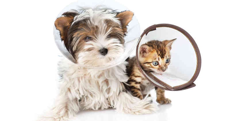 La tiña es una enfermedad producida por hongos