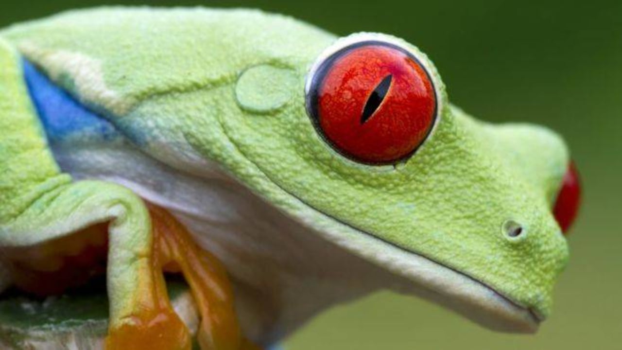 Al menos 90 especies de anfibios se han extinguido a causa de la infección. Foto: Getty