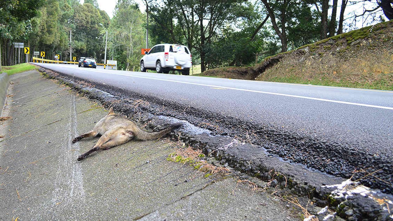 Las vías se han convertido en una verdadera amenaza para los animales en Colombia. Foto: Recosfa - Colombia hoy.