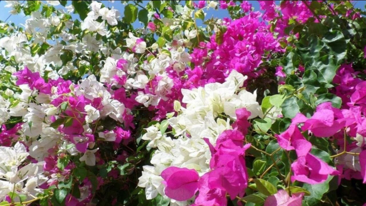 La flor de Santa Rita es considerada como una de las más bellas del mundo