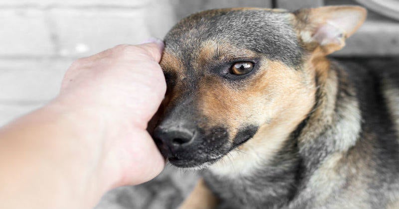 Muchos peluditos esperan por un hogar que los ame.