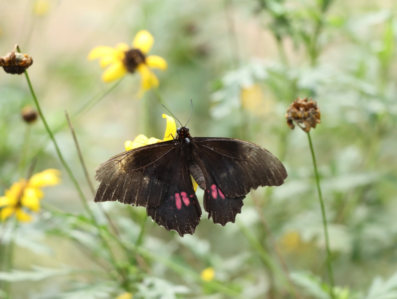 Mariposario Piltalito