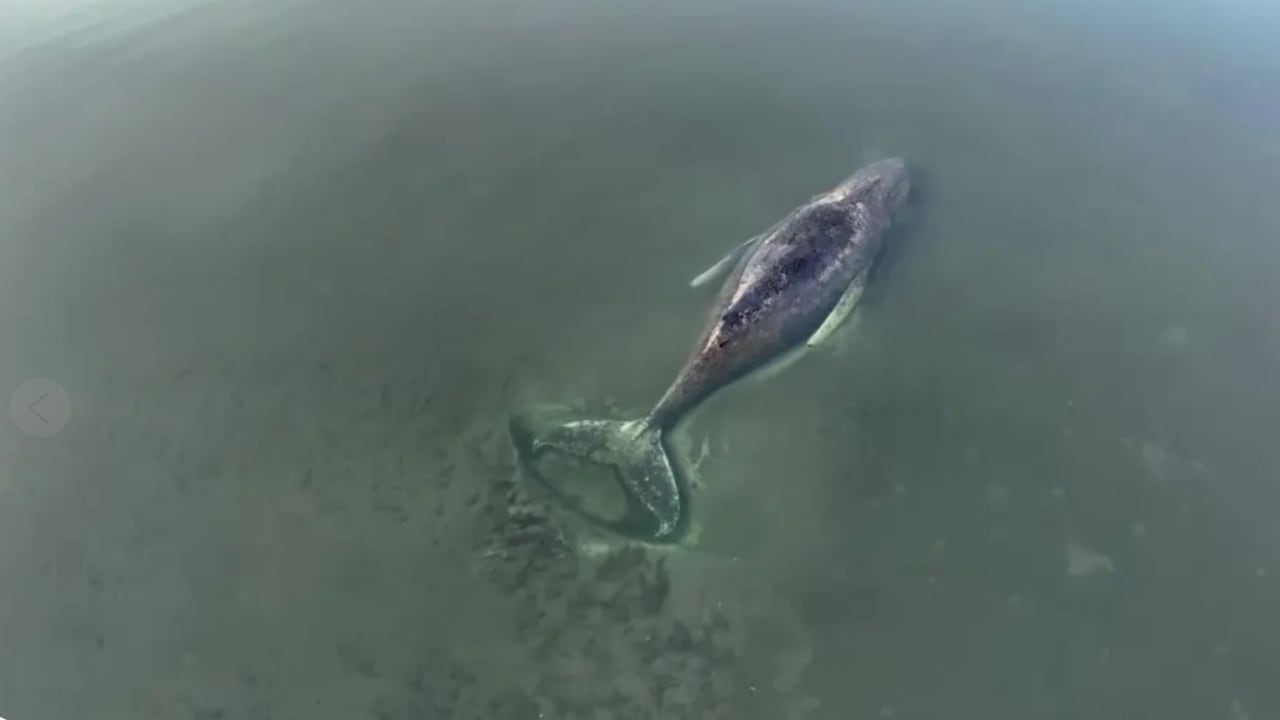 A finales de marzo, rescatistas, autoridades, ciudadanos y activistas intentaron salvar a Timmy.