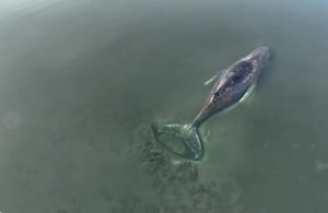 A finales de marzo, rescatistas, autoridades, ciudadanos y activistas intentaron salvar a Timmy.