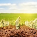 Con la primavera asomando, muchos individuos buscan caminos para atraer prosperidad a sus vidas.