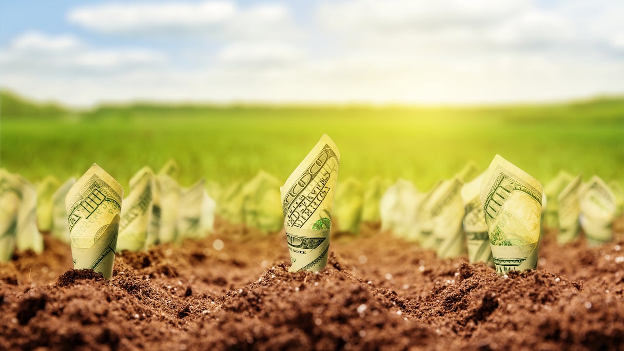 Hay plantas a las que se les atribuyen propiedades para atraer el dinero.