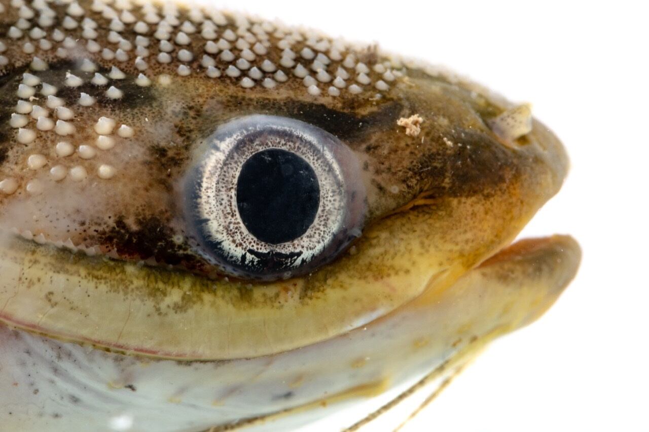 Peces en el río Magdalena