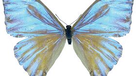 Morfo Anacarada de la Sierra Nevada, es una especie restringida que sólo es posible ver en el rango de altitud entre los 1600 y 1400 metros. Se ha visto durante los meses de junio y octubre. A pesar de que la especie se encuentra en una reserva natural, la tala indiscriminada del bosque está acabando con ella.