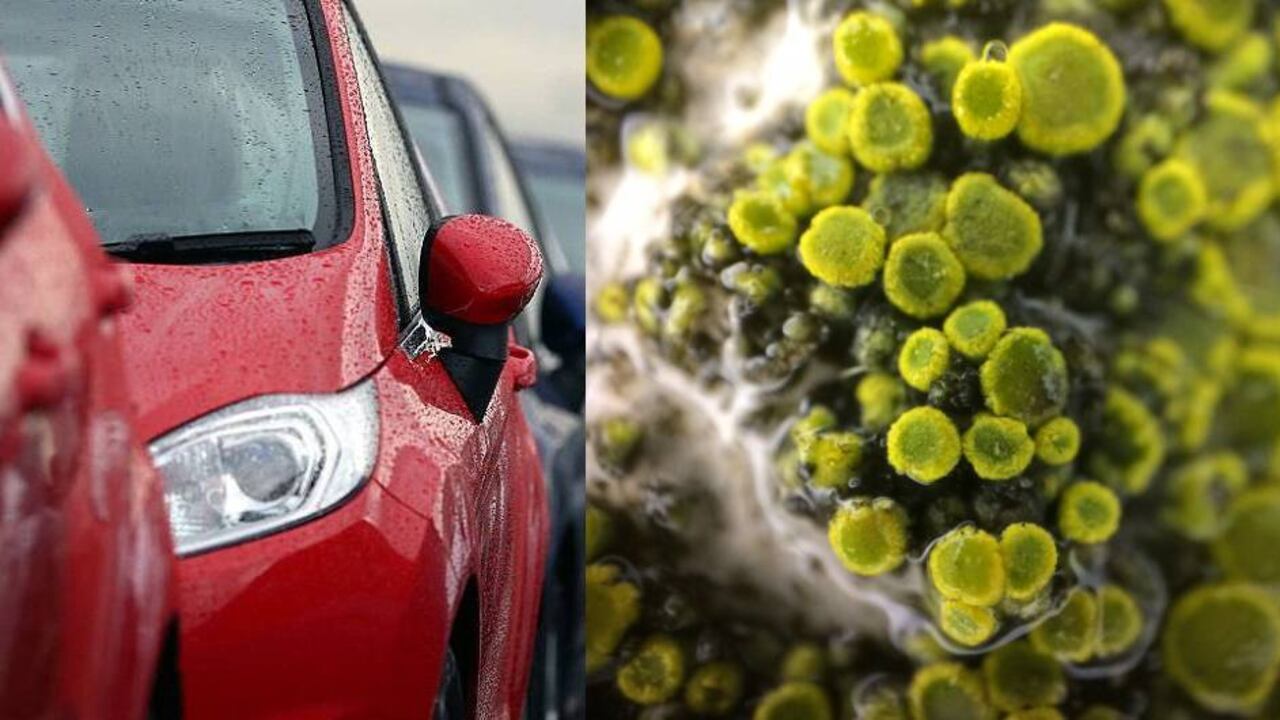 Estudios han demostrado que un carro puede tener, incluso, más microorganismos que un baño público,