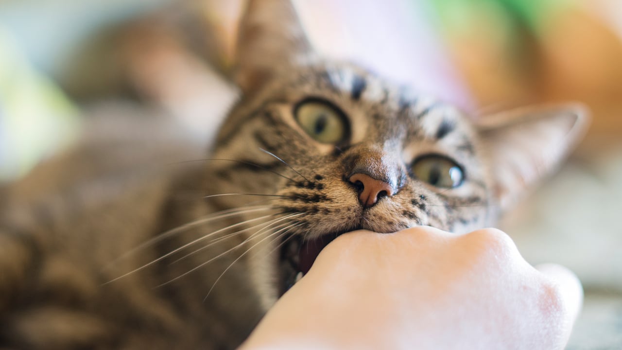 La razón por la cual los gatos muerden a sus dueños