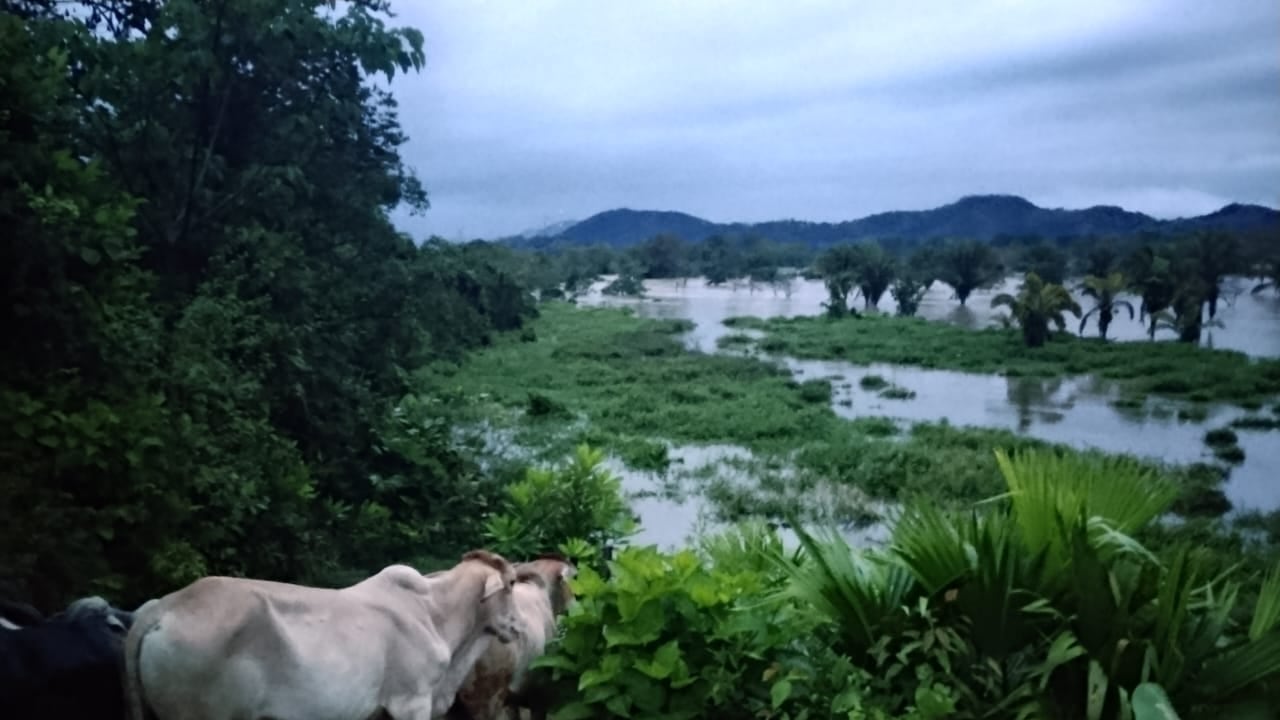 Municipios como Lorica, Cereté, Canalete, Puerto Escondido y Montelíbano han reportado afectaciones severas, mientras comunidades ribereñas permanecen en constante riesgo