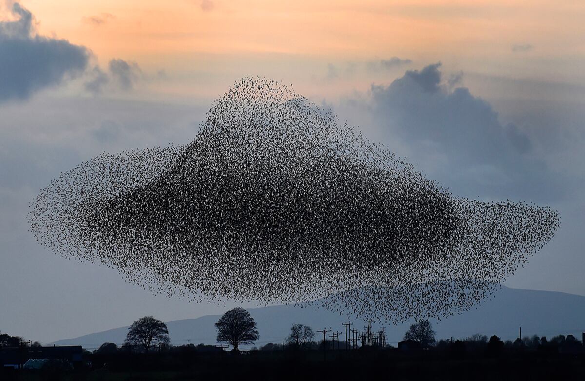 Una bandada de estorninos visita un área cercana al pueblo de Gretna, en Escocia. Los pájaros visitan el lugar dos veces al año, en febrero y noviembre. (AP)
