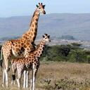 En los últimos 30 años, esta especie de mamíferos se ha extinguido en siete países africanos. Foto: Pixabay