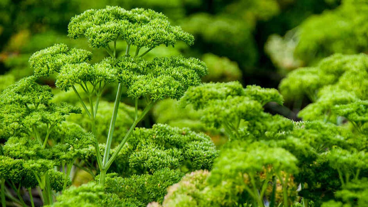Además de compartir recetas tradicionales, el Jardín Botánico enseña a preparar aguas medicinales, pomadas, aceites esenciales, jabones y ensaladas con los frutos de su huerta.