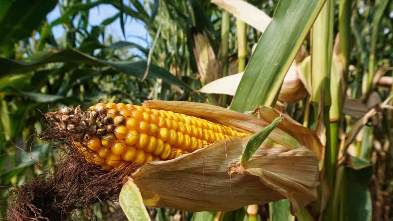 La importación de grandes cantidades de maíz a bajos precios desimpulsó la producción nacional. Foto: Pixabay.