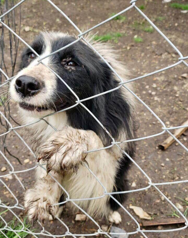 Los animales fueron rescatados.