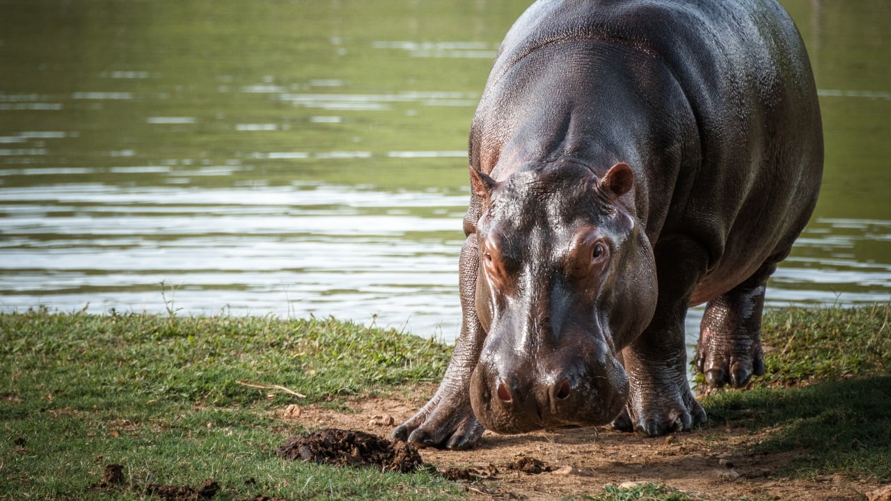 Avanza el proceso de traslado de 70 hipopótamos de Pablo Escobar a otros países . Foto de referencia
