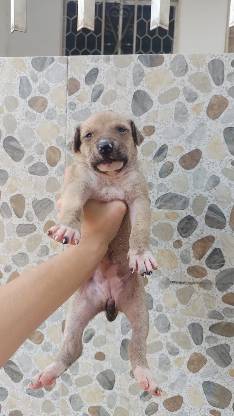 Perrita ciega que busca hogar