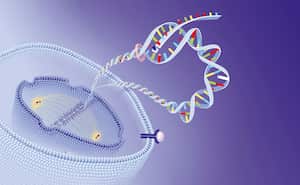 Agentes anticancerígenos orales, sitio de acción de la quimioterapia oral. Una célula tumoral se ve en la sección. Membrana citoplasmática con un receptor de tirosina quinasa a su derecha.