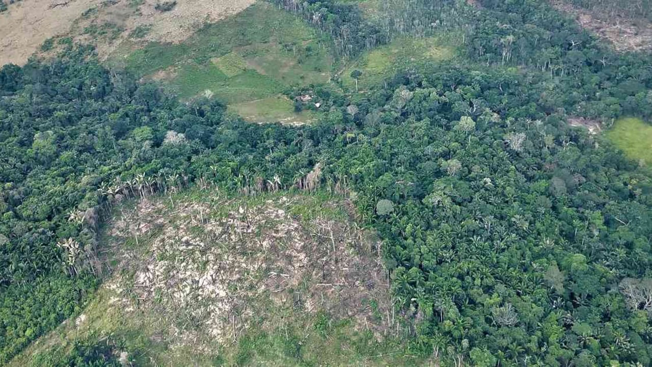 No hay cifras claras de cuál fue el comportamiento de la deforestación en 2020. Foto: Jhon Barros - Colombia hoy.