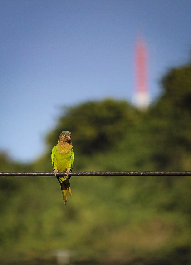 Cotorra en inmediaciones al cerro de La Popa en Cartagena