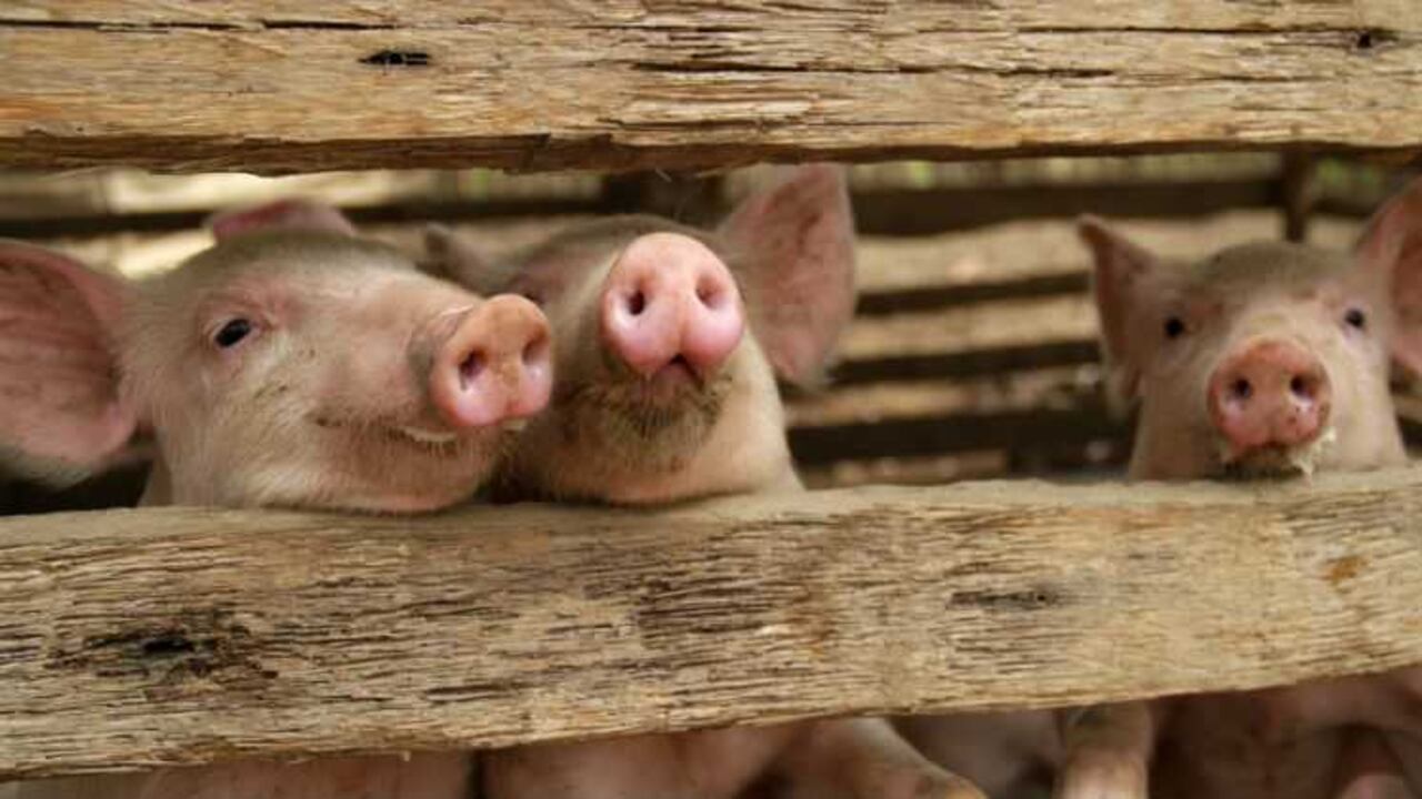 Solo en Colombia, más de 2000 personas esperan un trasplante para guardar su vida.