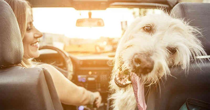 Los perros deben ser tenidos en cuenta a la hora de planear cualquier viaje por carretera.